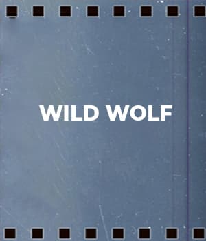 Wild Wolf (1931) poster