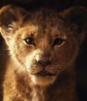 Lions In The Night