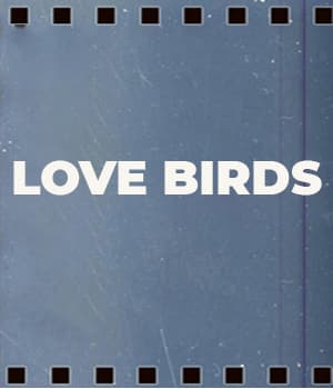 Love Birds (1931) poster